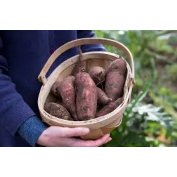 Organic Sweet Potato 